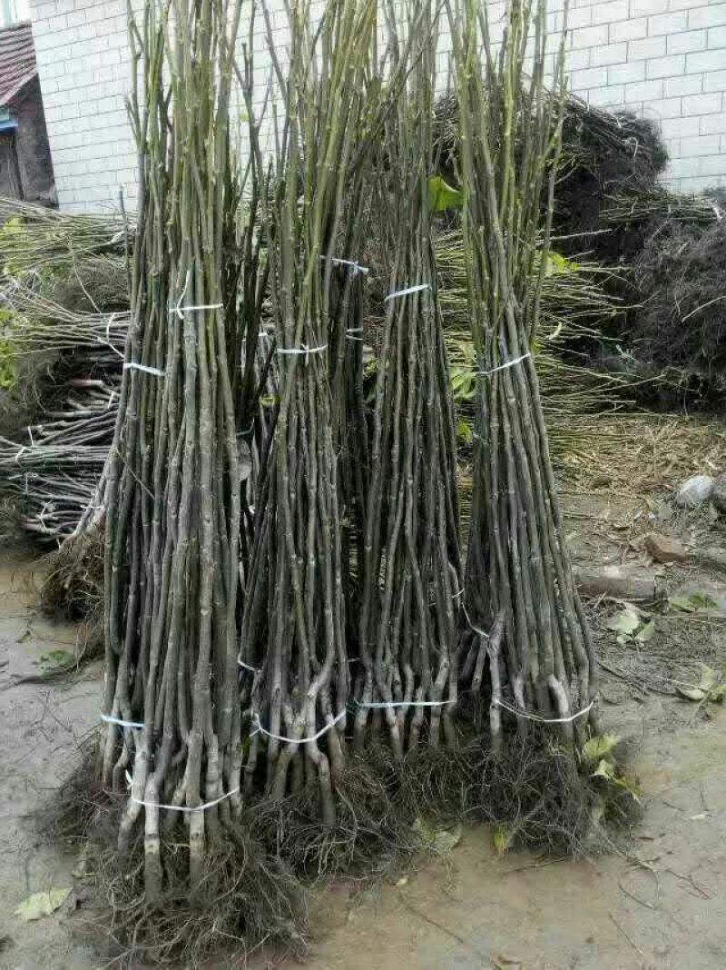 核桃苗1~2年50~100cm