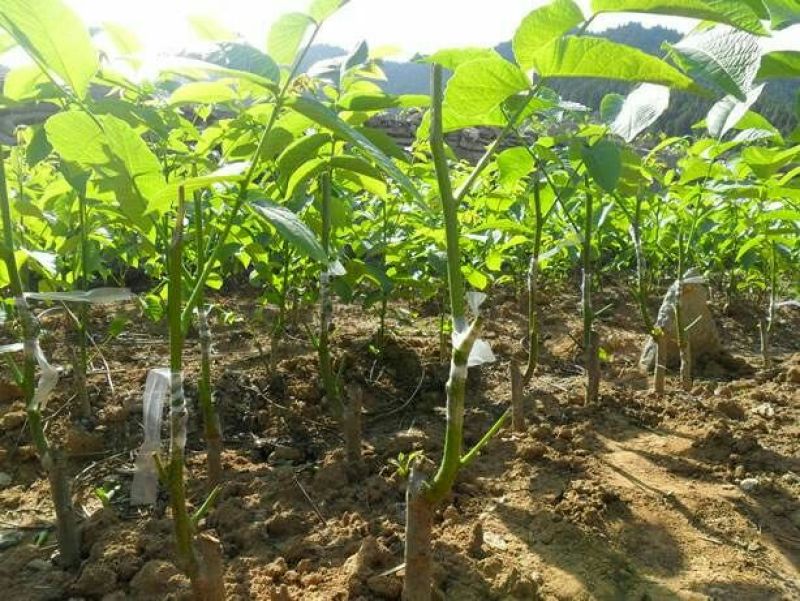 核桃苗1~2年50~100cm