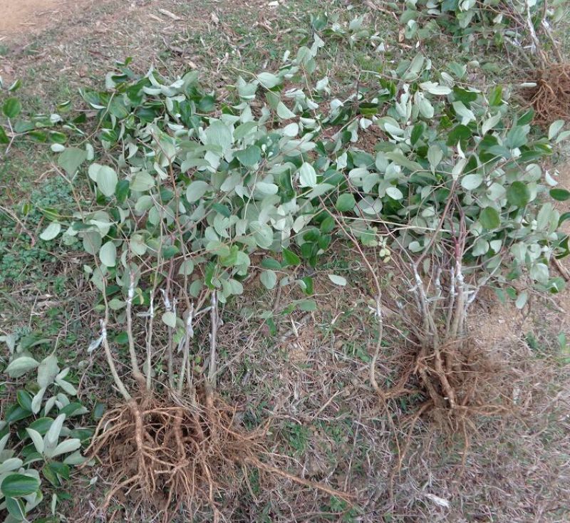 青枣苗30~50cm