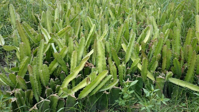 红心火龙果苗10~20cm种苗