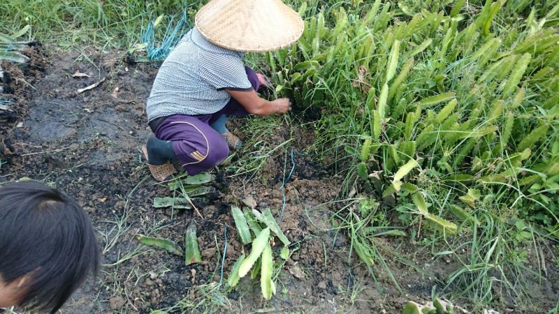 红心火龙果苗10~20cm种苗