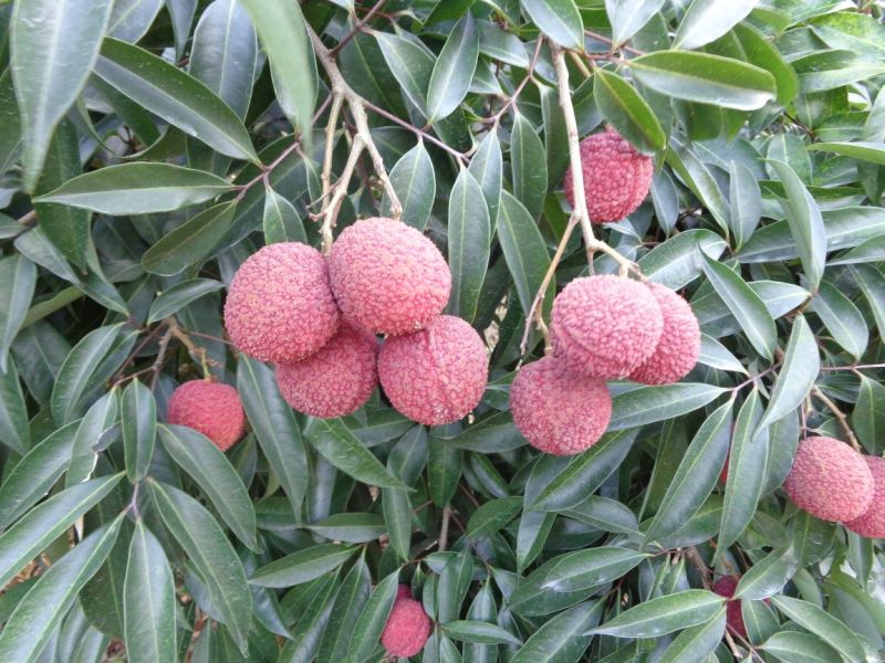 无核荔枝苗50~80cm