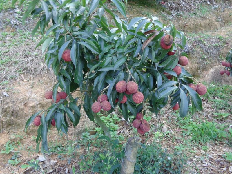 无核荔枝苗50~80cm