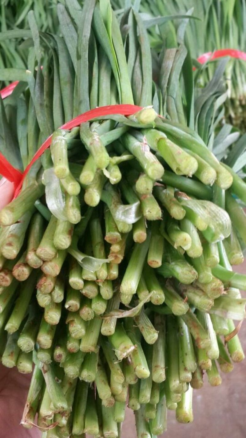 大叶韭菜二茬