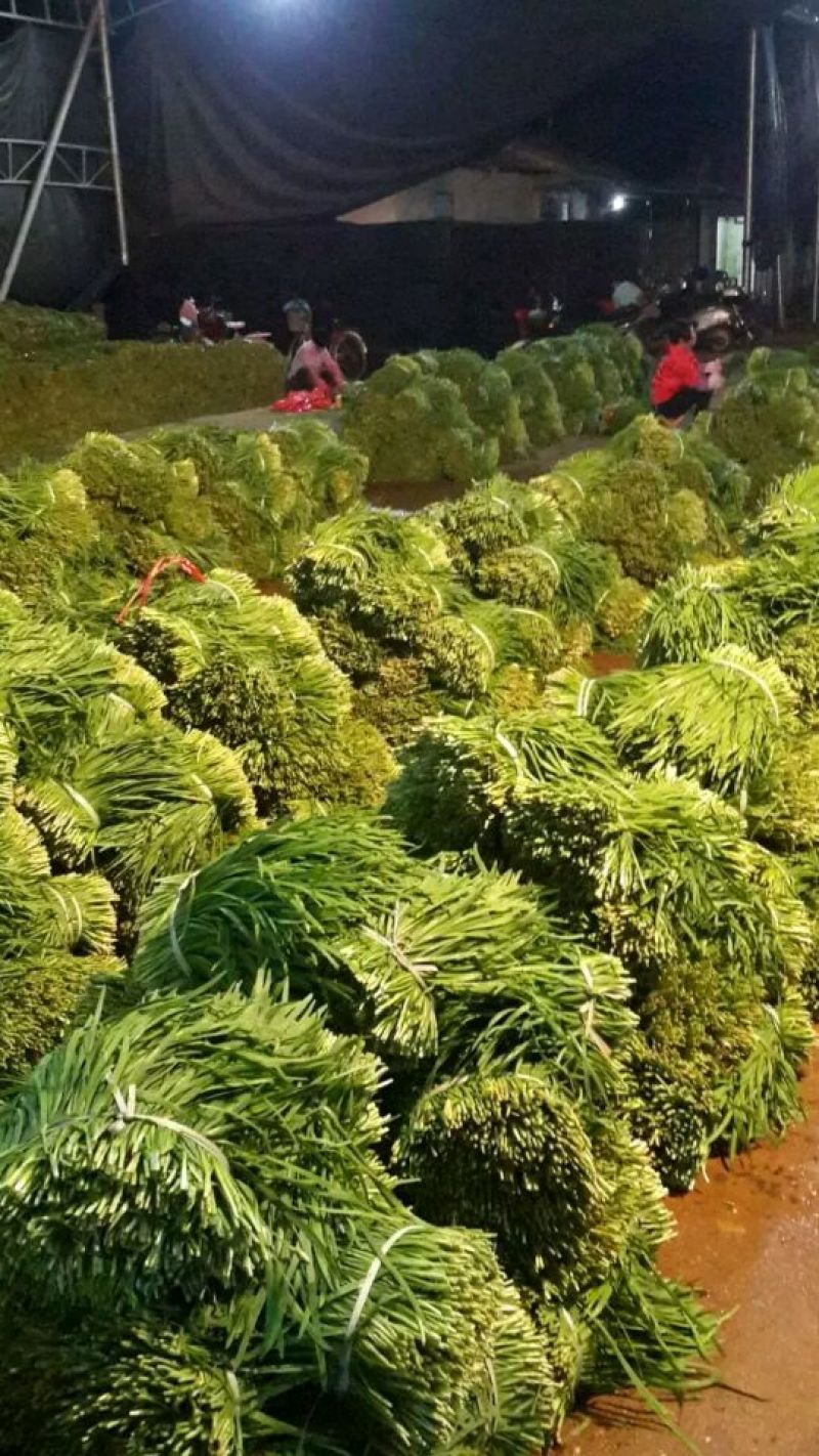 大叶韭菜二茬