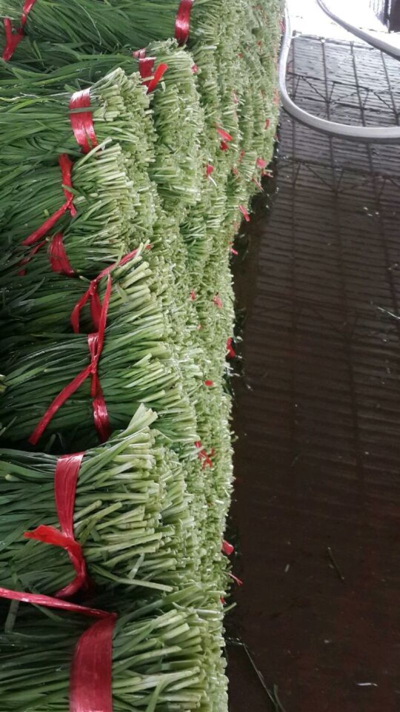 大叶韭菜二茬
