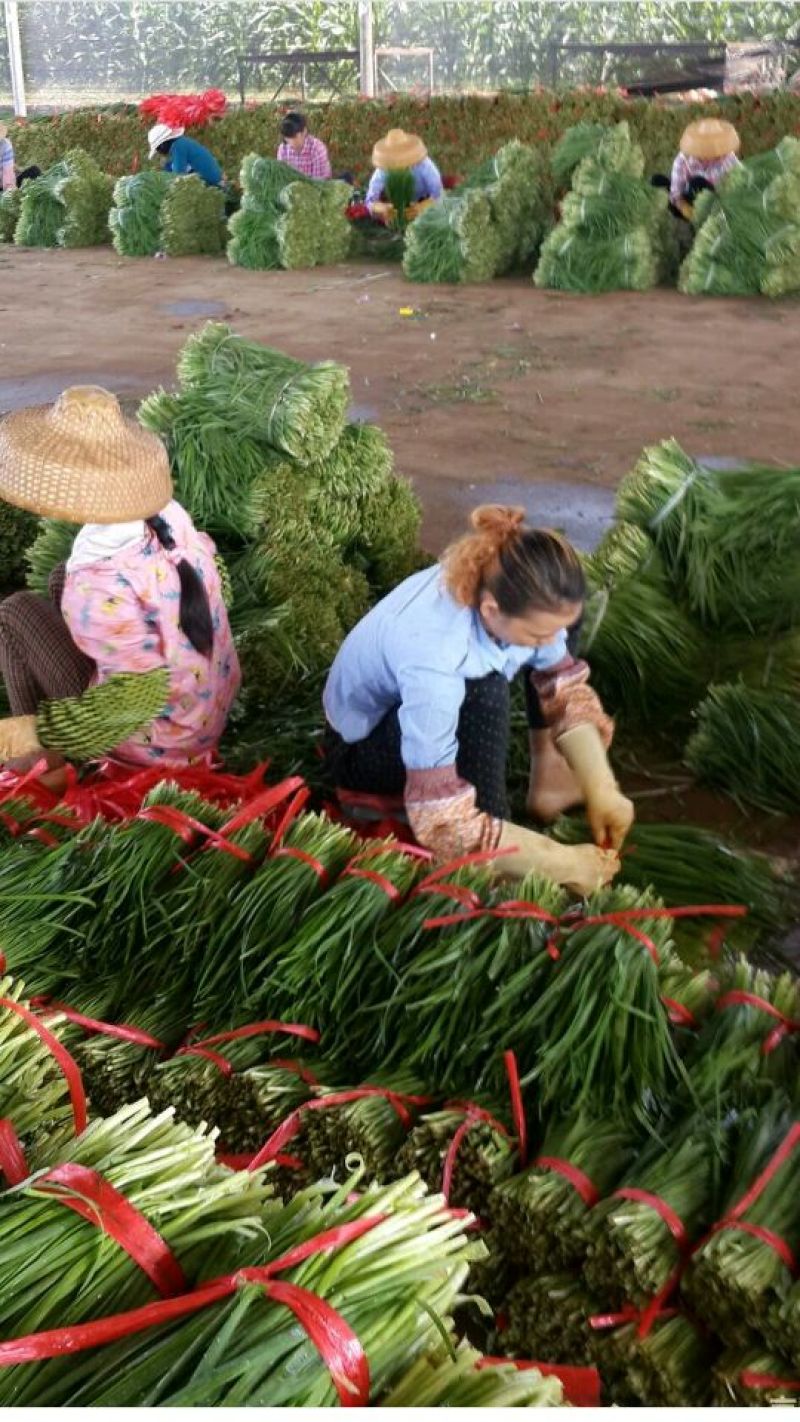 大叶韭菜二茬
