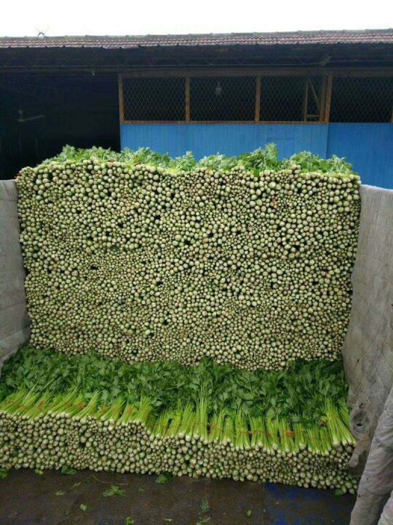 优质西芹芹菜大量上市物美价廉欢迎选购！