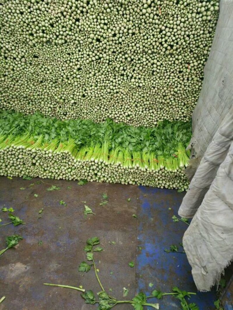 优质西芹芹菜大量上市物美价廉欢迎选购！