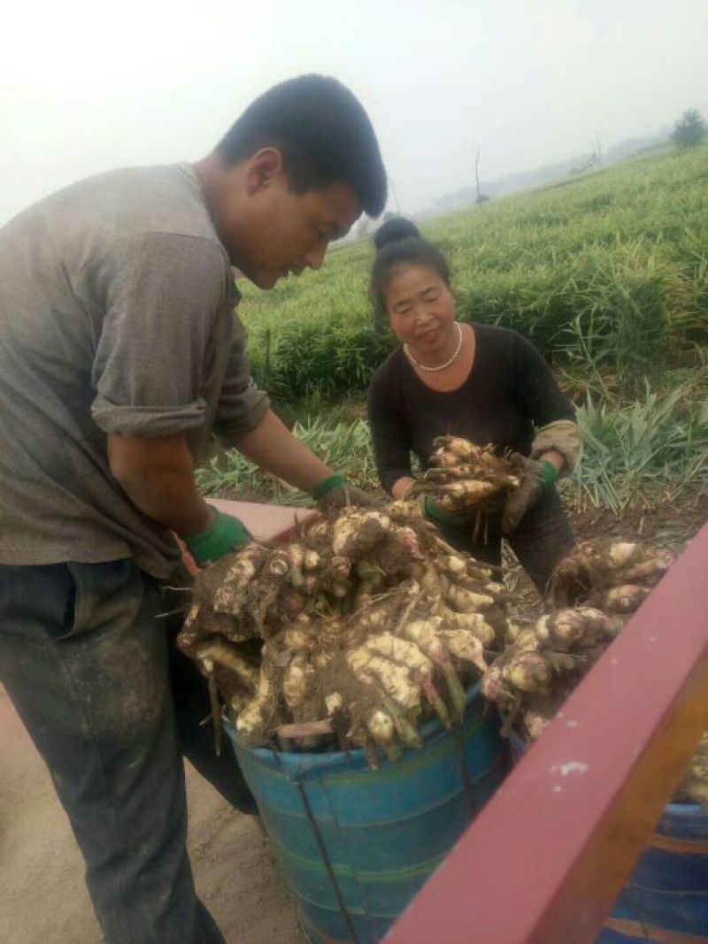 山东省安丘市姜种优质高产量小胖孩品种