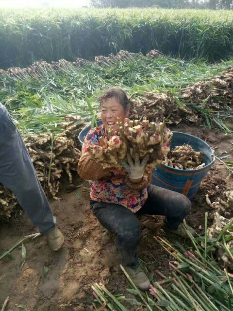 山东省安丘市姜种优质高产量小胖孩品种