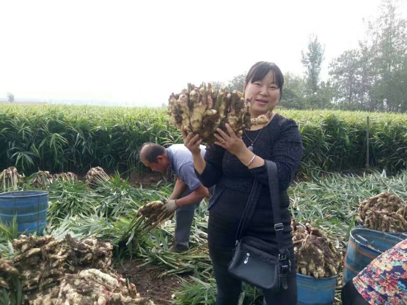 山东省安丘市姜种优质高产量小胖孩品种