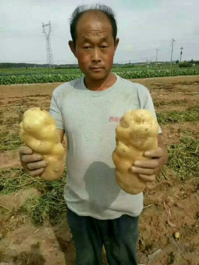 山东省安丘市荷兰十五土豆种子超何十五原种