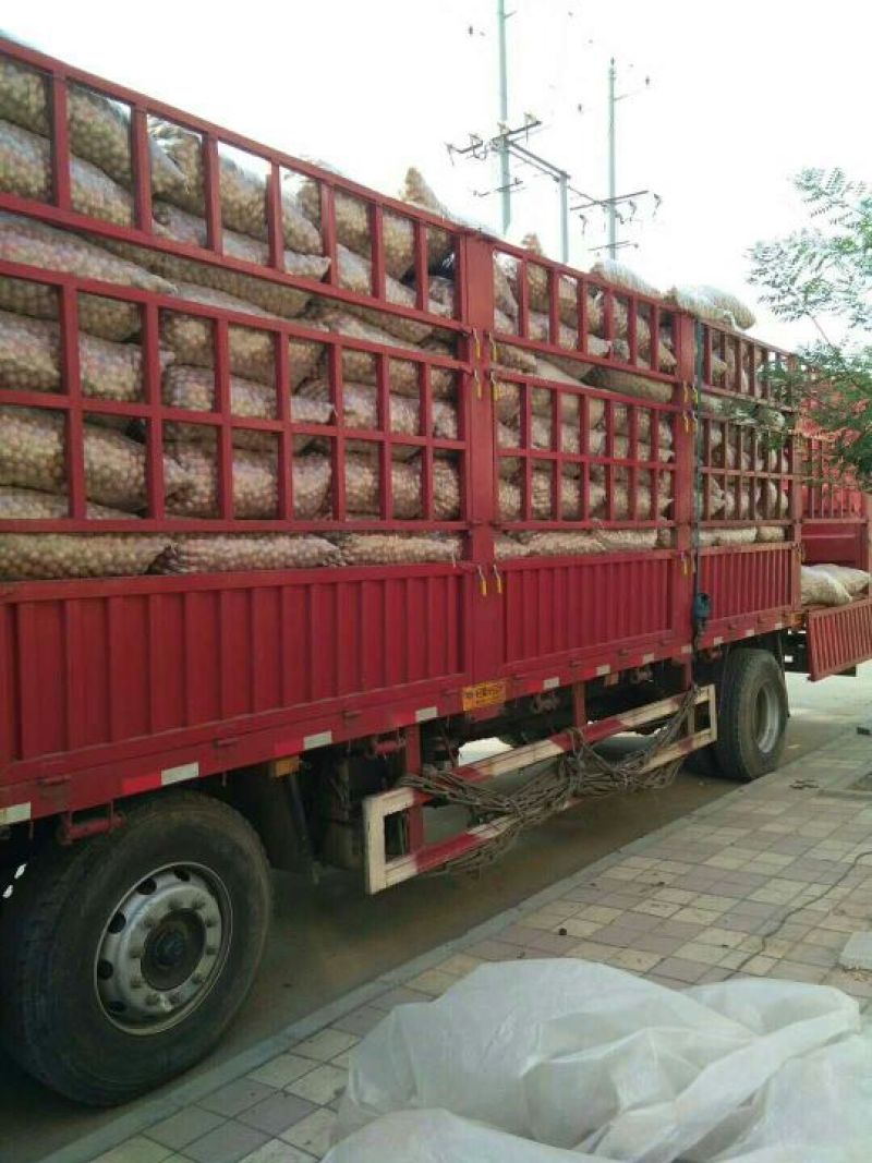 核桃质量高产地直销产地直销规格品种齐全高质量产地直销