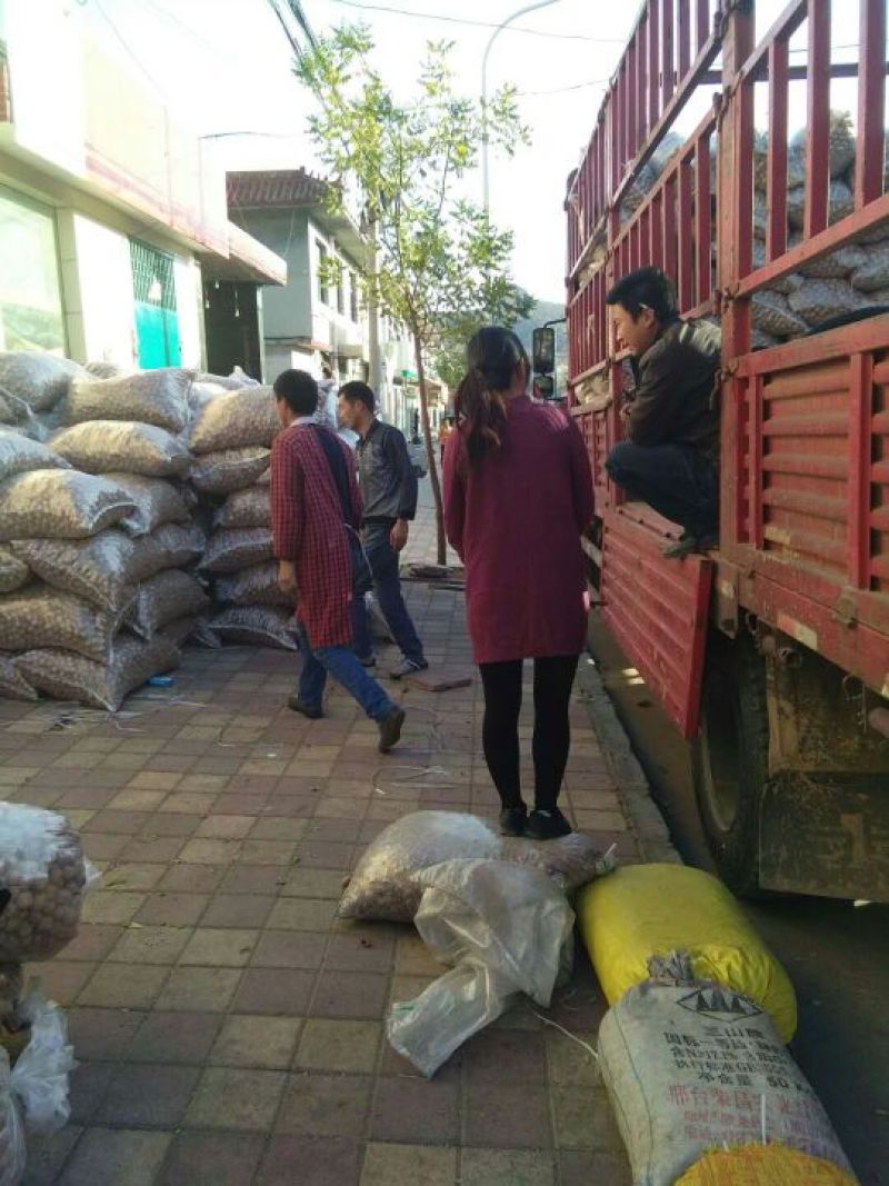 核桃质量高产地直销产地直销规格品种齐全高质量产地直销