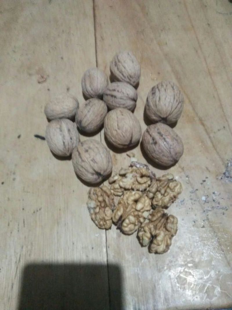 核桃质量高产地直销产地直销规格品种齐全高质量产地直销