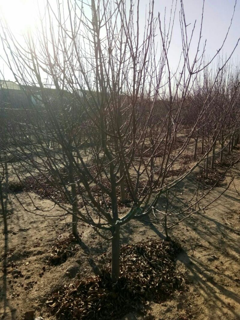 八棱海棠4~6cm10~12cm6~8cm