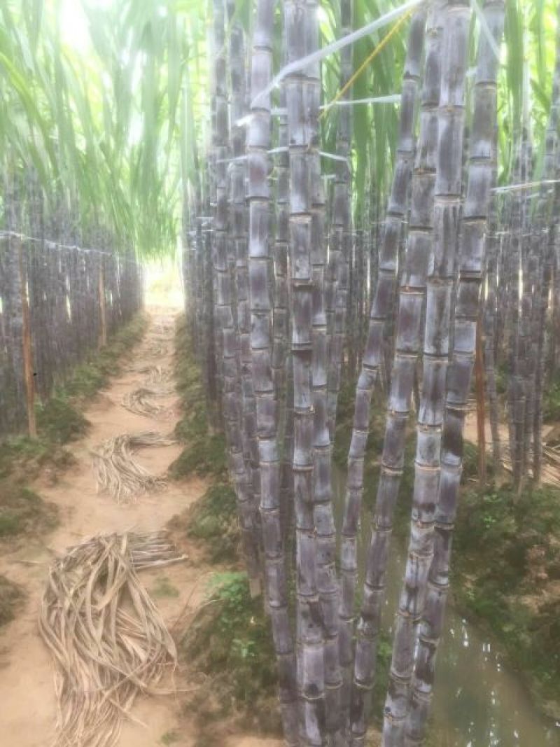 黑皮甘蔗基地直选甜度高包甜！有便宜回头车提供一条龙服务