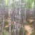 黑皮甘蔗基地直选甜度高包甜！有便宜回头车提供一条龙服务