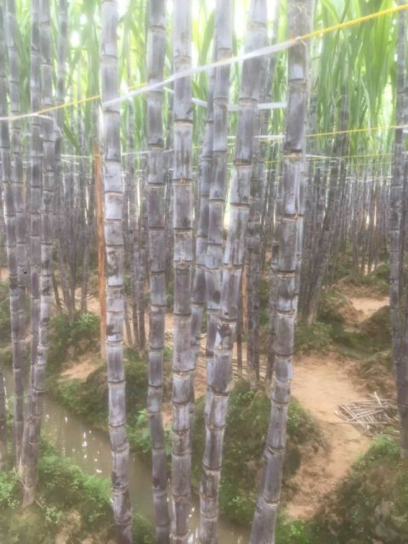 黑皮甘蔗基地直选甜度高包甜！有便宜回头车提供一条龙服务