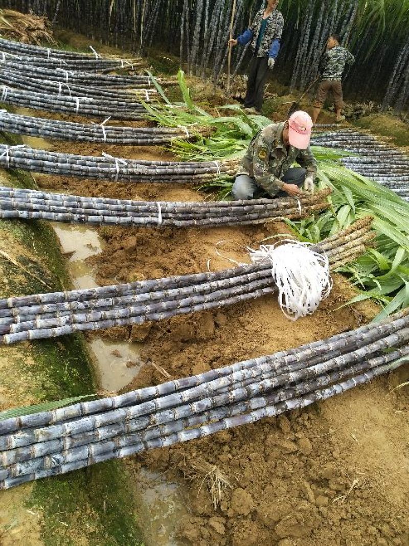黑皮甘蔗基地直选甜度高包甜！有便宜回头车提供一条龙服务