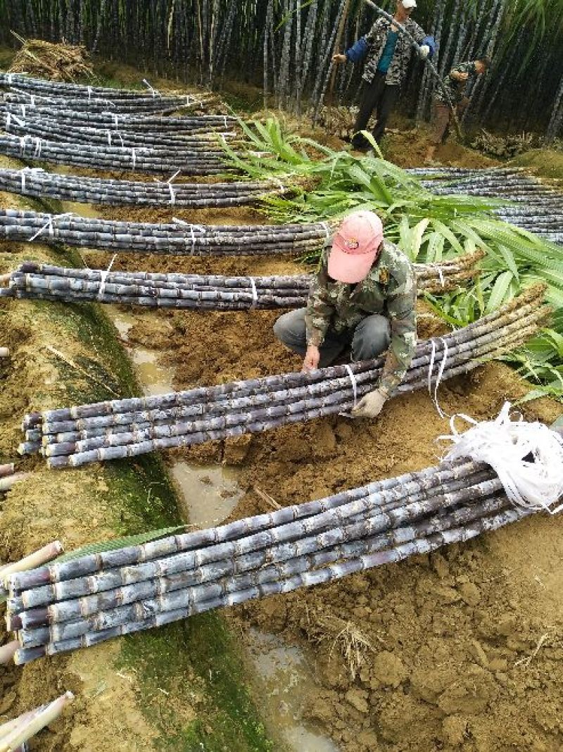 广西黑皮甘蔗基地直供包甜，提供便宜回程车