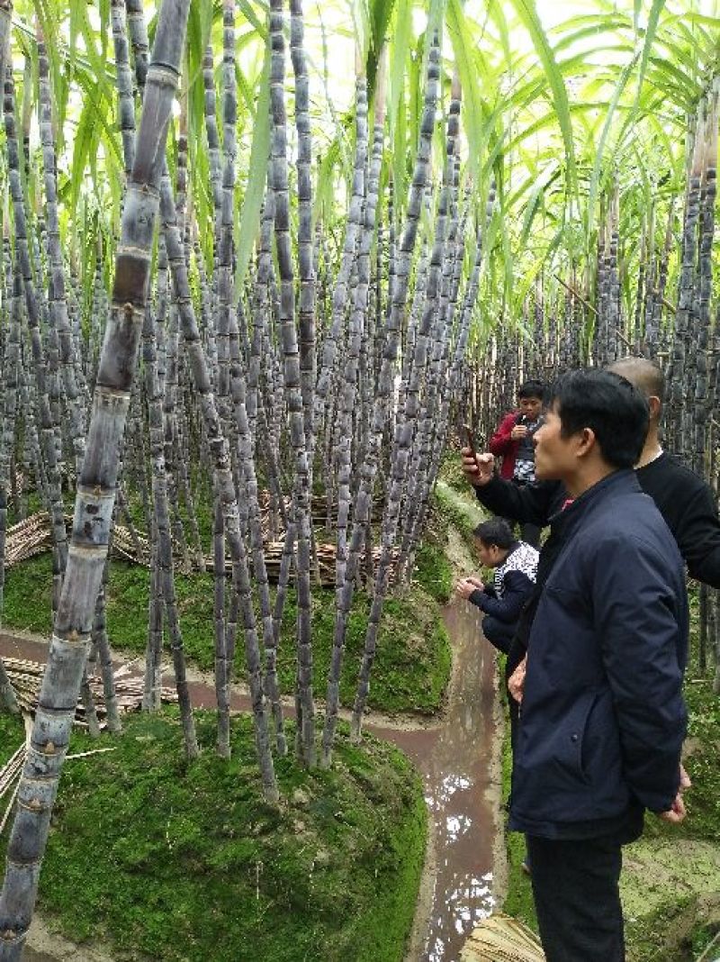 广西黑皮甘蔗基地直供包甜，提供便宜回程车