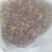 松蘑特级