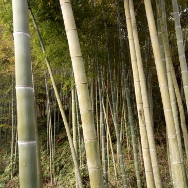 竹子9~10m