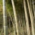 竹子9~10m