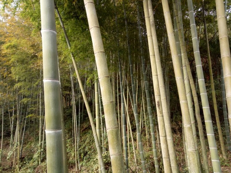 竹子9~10m