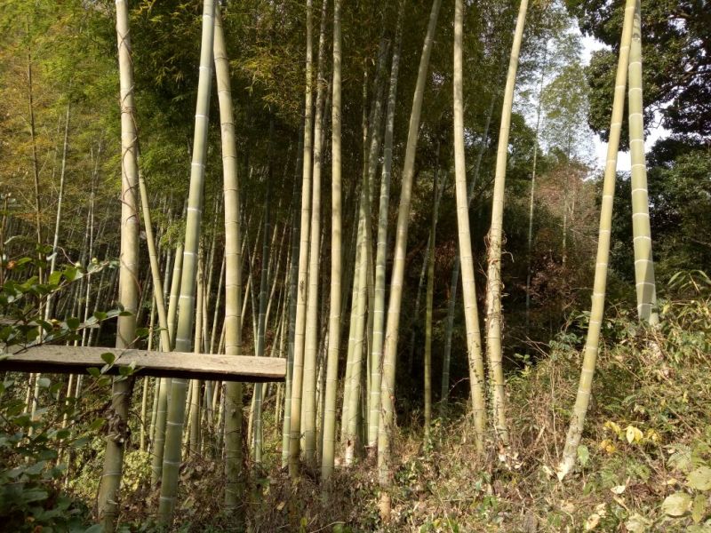 竹子9~10m