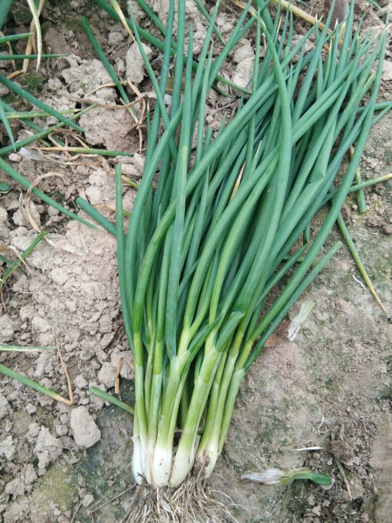 香葱小葱25~30cm，王家坝香葱，大量供应