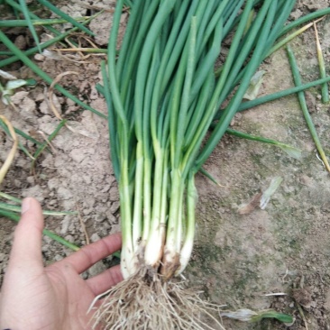 香葱小葱25~30cm，王家坝香葱，大量供应