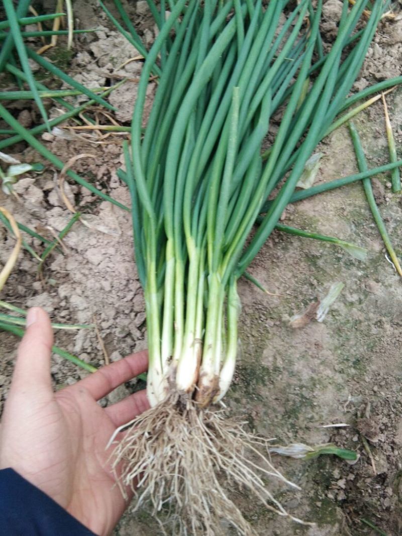 香葱小葱25~30cm，王家坝香葱，大量供应