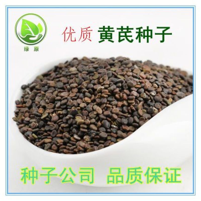 黄芪种子95%以上4斤/亩耐寒耐旱提供种植技术