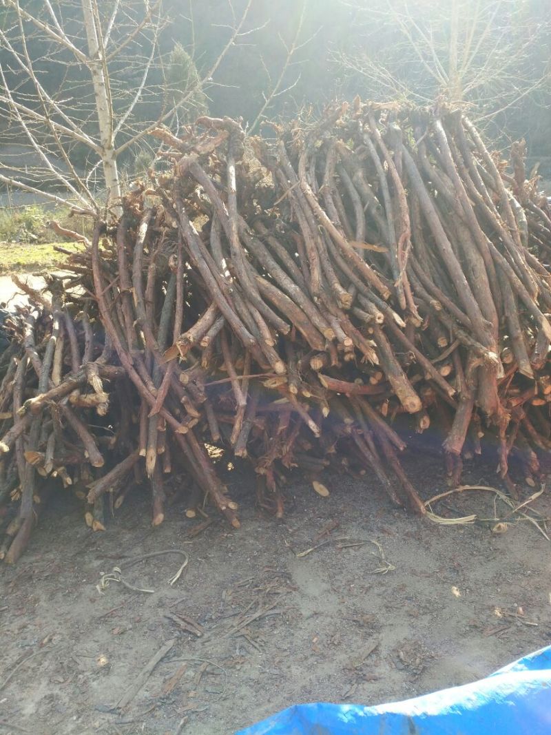 精品红刺藤下山桩可以嫁接月季玫瑰花，需要的老板联系