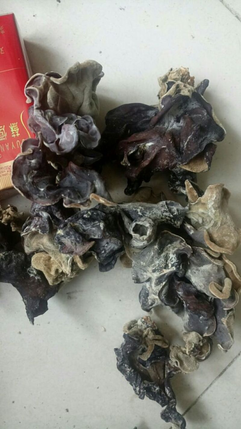 毛木耳等外