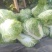 大白菜4~6斤净菜