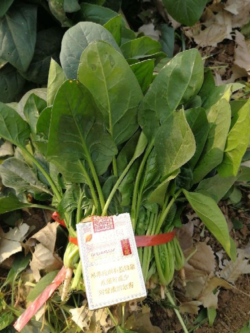 大叶菠菜20~25厘米