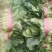 精品大叶菠菜批发大叶菠菜20~30公分货量巨大日供10斤