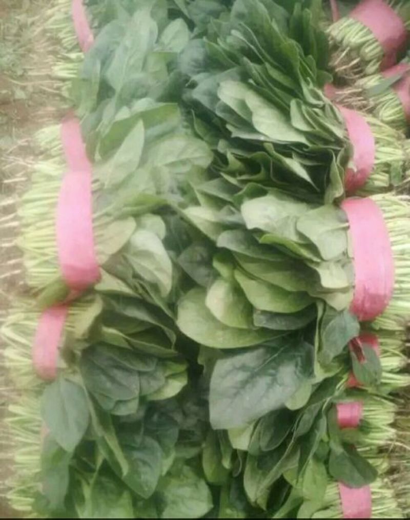 精品大叶菠菜批发大叶菠菜20~30公分货量巨大日供10斤