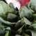 精品大叶菠菜批发大叶菠菜20~30公分货量巨大日供10斤