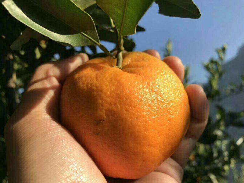 椪柑产地看货采摘保质保量欢迎咨询订购