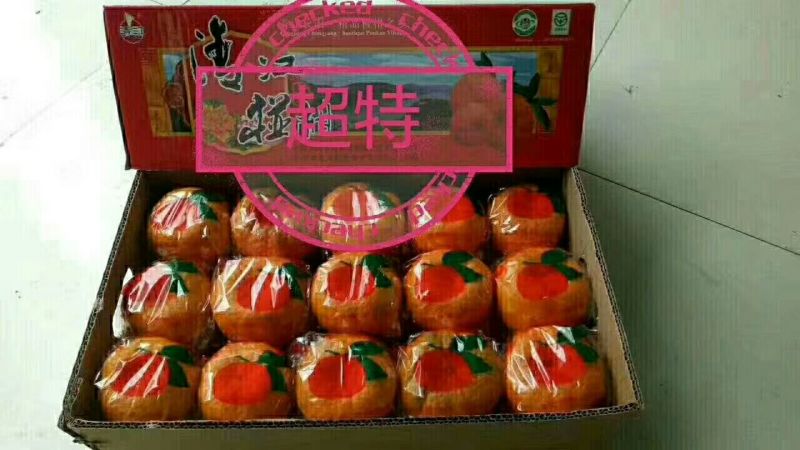 椪柑产地看货采摘保质保量欢迎咨询订购