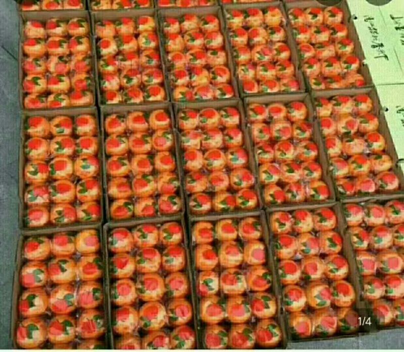 椪柑产地看货采摘保质保量欢迎咨询订购