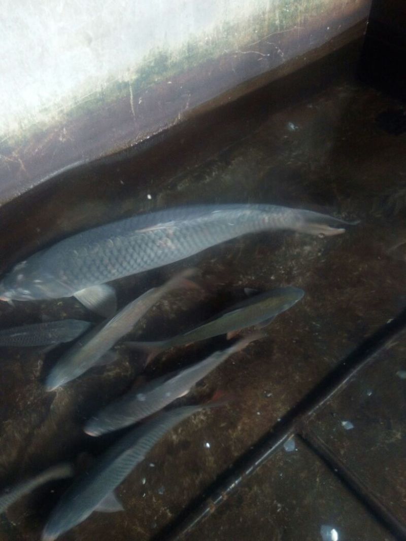河鲤鱼食用1~2公斤