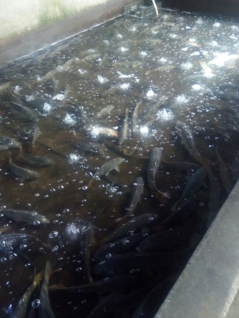 河鲤鱼食用1~2公斤