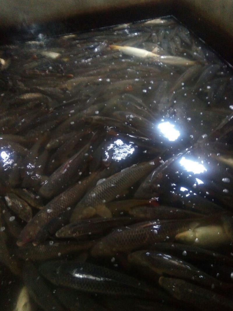 河鲤鱼食用1~2公斤