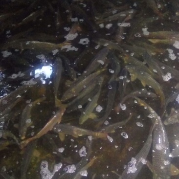 河鲤鱼食用1~2公斤
